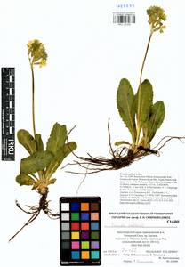 Primula elatior subsp. pallasii (Lehm.) W. W. Sm. & Forrest, Siberia, Altai & Sayany Mountains (S2) (Russia)