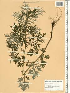 Artemisia dubia Wall. ex Besser, Eastern Europe, Central region (E4) (Russia)