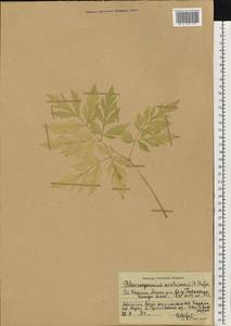 Pleurospermum austriacum (L.) Hoffm., Eastern Europe, Northern region (E1) (Russia)