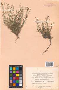 Asperula tephrocarpa Czern. ex Popov & Chrshan., Eastern Europe, Eastern region (E10) (Russia)