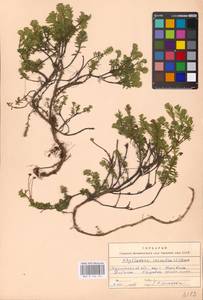 Phyllodoce caerulea (L.) Bab., Eastern Europe, Northern region (E1) (Russia)