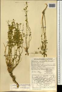 Artemisia davazamczii Darijma & Kamelin, Mongolia (MONG) (Mongolia)