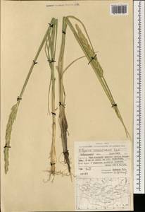 Leymus racemosus (Lam.) Tzvelev, Mongolia (MONG) (Mongolia)