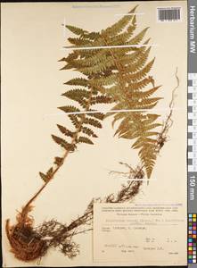 Polystichum braunii × setiferum, Caucasus, Georgia (K4) (Georgia)