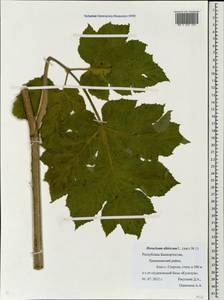 Heracleum sphondylium subsp. sibiricum (L.) Simonk., Eastern Europe, Eastern region (E10) (Russia)