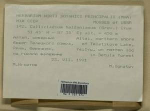 Callicladium haldaneanum (Grev.) H.A. Crum, Bryophytes, Bryophytes - Western Siberia (including Altai) (B15) (Russia)