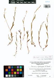 Persicaria minor (Huds.) Opiz, Siberia, Baikal & Transbaikal region (S4) (Russia)