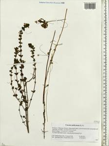 Cuscuta epithymum (L.) L., Eastern Europe, Belarus (E3a) (Belarus)