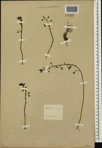 Utricularia vulgaris L., Siberia, Baikal & Transbaikal region (S4) (Russia)