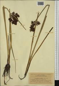 Cyperus serotinus Rottb., Western Europe (EUR) (Romania)