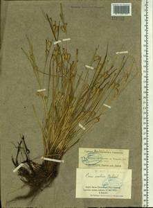 Carex secalina Willd. ex Wahlenb., Siberia, Western Siberia (S1) (Russia)