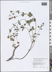 Lotus herbaceus (Vill.) Jauzein, Caucasus, Black Sea Shore (from Novorossiysk to Adler) (K3) (Russia)