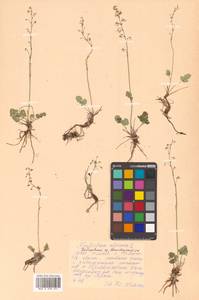 Thalictrum alpinum L., Siberia, Russian Far East (S6) (Russia)