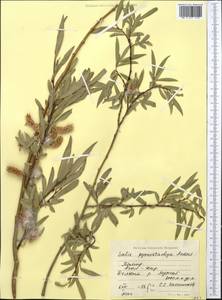 Salix pycnostachya Anderss., Middle Asia, Pamir & Pamiro-Alai (M2) (Tajikistan)