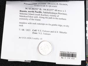 Forsstroemia yezoana (Besch.) S. Olsson, Enroth & D. Quandt, Bryophytes, Bryophytes - Russian Far East (excl. Chukotka & Kamchatka) (B20) (Russia)