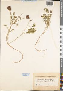 Astragalus danicus Retz., Eastern Europe (no precise locality) (E0) (Not classified)