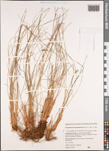 Eriophorum brachyantherum Trautv. & C.A.Mey., Siberia, Russian Far East (S6) (Russia)