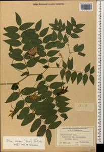 Vicia crocea (Desf.)Fritsch, Caucasus, Krasnodar Krai & Adygea (K1a) (Russia)