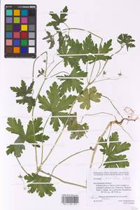 Geranium divaricatum Ehrh., Eastern Europe, Central forest-and-steppe region (E6) (Russia)