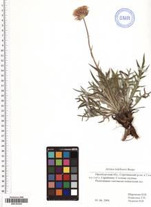 SMR001844, Jurinea ledebourii Bunge, Eastern Europe, Eastern region (E10) (Russia)