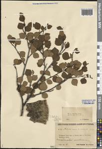 Betula × intermedia (Hartm.) E.Thomas ex Gaudin, Eastern Europe, Northern region (E1) (Russia)