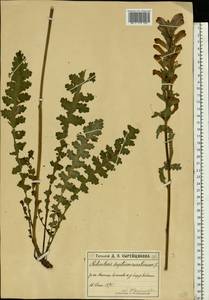 Pedicularis sceptrum-carolinum, Eastern Europe, Moscow region (E4a) (Russia)