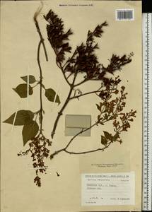 Syringa vulgaris L., Eastern Europe, North Ukrainian region (E11) (Ukraine)