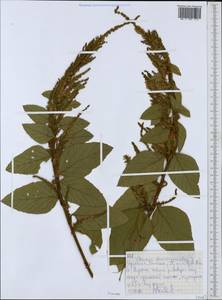 Fabaceae, Africa (AFR) (Ethiopia)