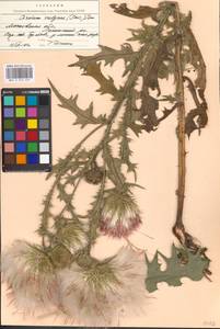 Cirsium vulgare (Savi) Ten., Eastern Europe, Moscow region (E4a) (Russia)