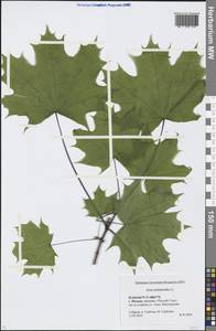 Acer platanoides L., Eastern Europe, Moscow region (E4a) (Russia)