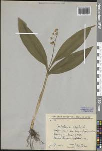 Convallaria majalis L., Eastern Europe, Central forest-and-steppe region (E6) (Russia)