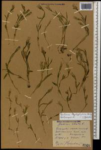 Gentianopsis ciliata subsp. blepharophora (Bordz.) W. Greuter, Caucasus, Dagestan (K2) (Russia)