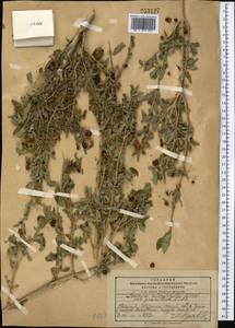 Lonicera microphylla Willd. ex Roem. & Schult., Middle Asia, Pamir & Pamiro-Alai (M2) (Tajikistan)