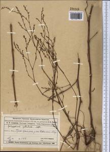 Polygonum patulum M. Bieb., Middle Asia, Muyunkumy, Balkhash & Betpak-Dala (M9) (Kazakhstan)