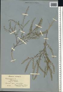 Lepidium ruderale L., Eastern Europe, Lower Volga region (E9) (Russia)