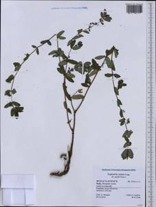 Euphorbia nutans Lag., Western Europe (EUR) (Italy)