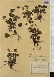 Viola reichenbachiana Jord. ex Boreau, Western Europe (EUR) (Germany)