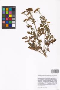 Tanacetum parthenium (L.) Sch. Bip., Eastern Europe, Moscow region (E4a) (Russia)