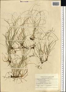 Carex disperma Dewey, Eastern Europe, Moscow region (E4a) (Russia)