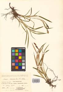 Carex microchaeta subsp. nesophila (Holm) D.F.Murray, Siberia, Chukotka & Kamchatka (S7) (Russia)