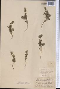Lallemantia royleana (Benth.) Benth., Middle Asia, Northern & Central Kazakhstan (M10) (Kazakhstan)