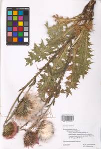 Carduus nutans, Eastern Europe, Central forest-and-steppe region (E6) (Russia)