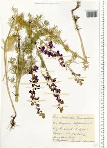 Delphinium ajacis L., Eastern Europe, Moldova (E13a) (Moldova)