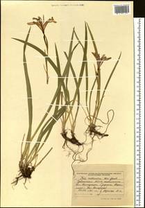 Iris ruthenica Ker Gawl., Siberia, Altai & Sayany Mountains (S2) (Russia)