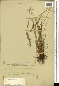 Lolium pratense (Huds.) Darbysh., Caucasus, Azerbaijan (K6) (Azerbaijan)