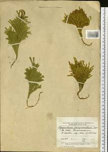 Dendrolycopodium juniperoideum (Sw.) A. Haines, Siberia, Yakutia (S5) (Russia)