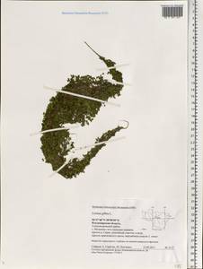 Lemna gibba L., Eastern Europe, Central region (E4) (Russia)