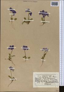 Viola altaica Ker Gawl., Middle Asia, Dzungarian Alatau & Tarbagatai (M5) (Kazakhstan)