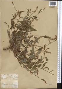 Persicaria lapathifolia (L.) Gray, Middle Asia, Muyunkumy, Balkhash & Betpak-Dala (M9) (Kazakhstan)