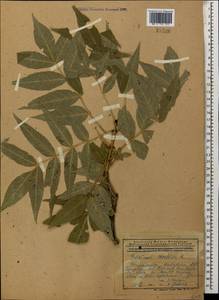 Fraxinus excelsior L., Caucasus, Azerbaijan (K6) (Azerbaijan)